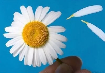 Гадать на ромашке