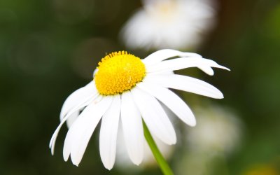 Ромашки картинки красивые