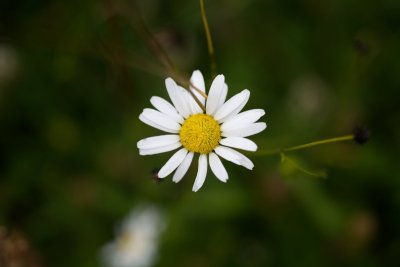 Ромашка без лепестков
