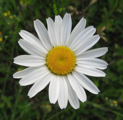 Ромашка с одним лепестком