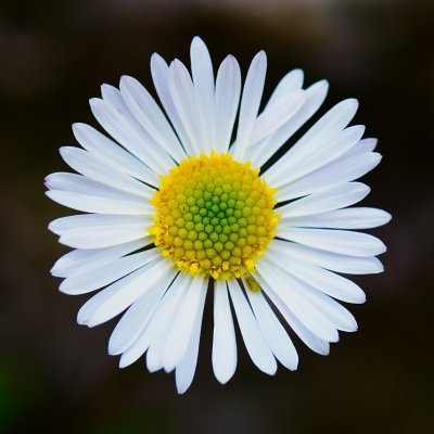 Серединка ромашки