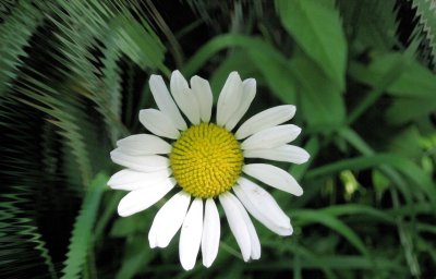 Ромашка с одним лепестком