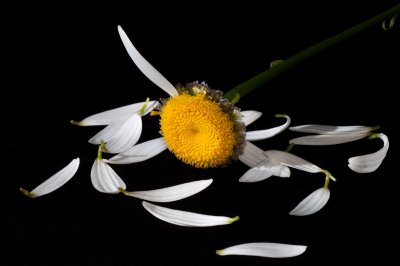 Сломанная Ромашка