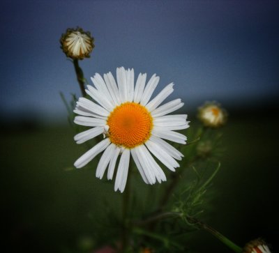 Ромашки выражающие настроение