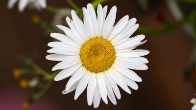 Цветы ромашки макро
