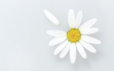 Ромашка на белом фоне