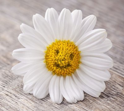 Красивые ромашки