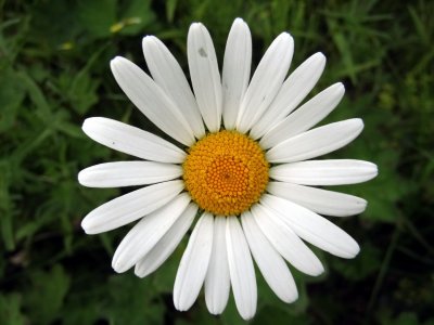 Маргаритка Дикая Ромашка