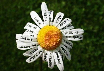 Ромашка цветы