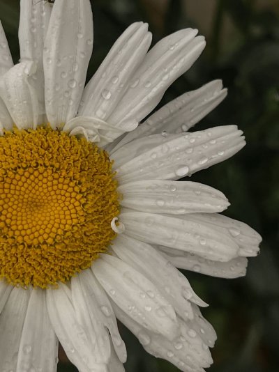 Ромашка 1 штука