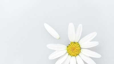 Фон ромашки
