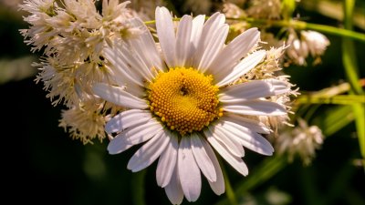 Китайская Ромашка