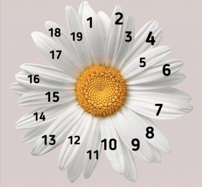 Ромашка для гадания