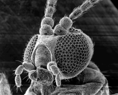 Микроорганизмы под микроскопом