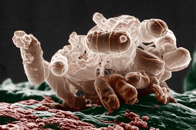 Экстремофильные бактерии