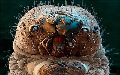 Тихоходка и клещ