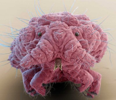 Бакетриипод микроскопом