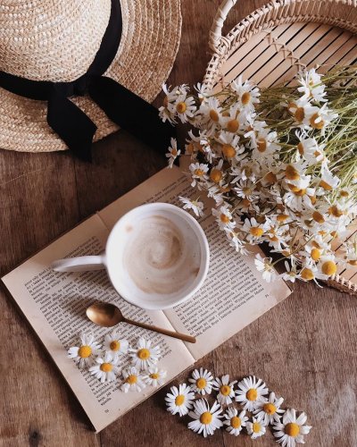 Уютные ромашки