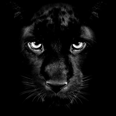 Пантера морда