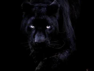 Черная картинка