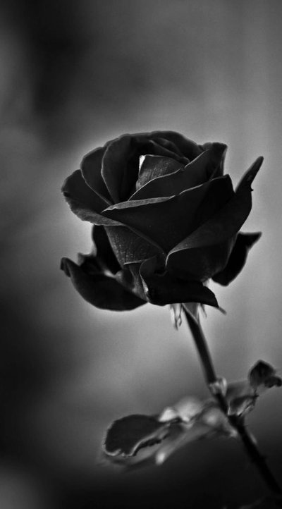 Блэк Флауэрс