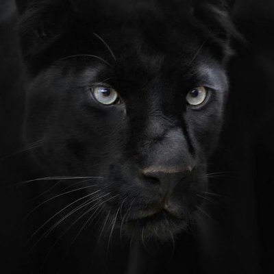 Черная пантера морда