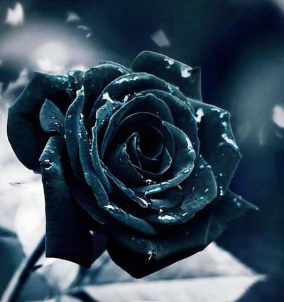 Чёрная роза цветок