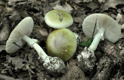 Бледная поганка гриб