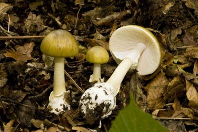 Amanita phalloides гриб