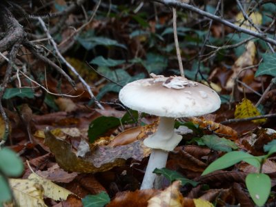 Бледная поганка