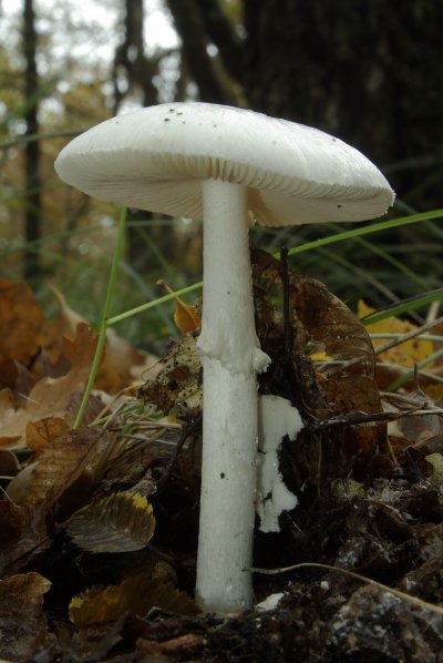 Бледная поганка белая