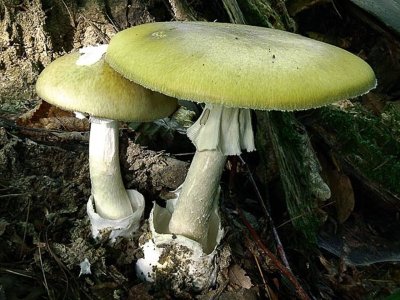 Amanita phalloides гриб