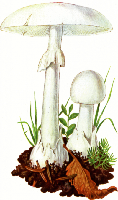 Бледная поганка гриб рисунок