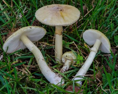 Amanita phalloides гриб