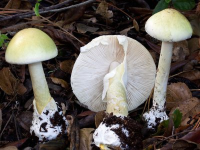 Amanita phalloides гриб