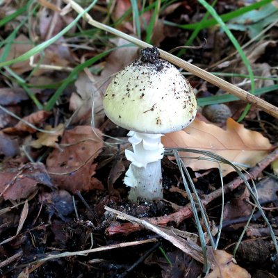 Белая поганка гриб