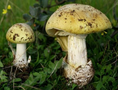 Бледная поганка (Amanita phalloides)