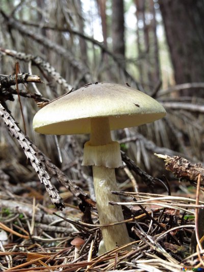 Бледная поганка Эстетика