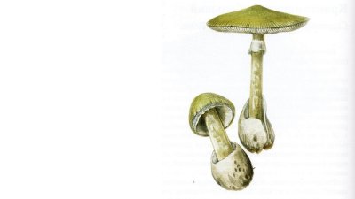 Бледная поганка рисунок для детей