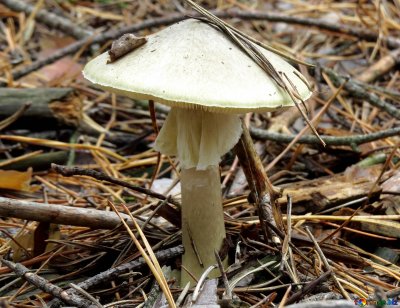 Ядовитые грибы бледная поганка