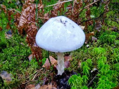 Поганка гриб