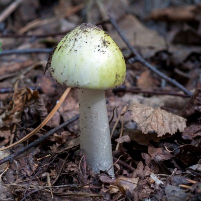 Бледная поганка