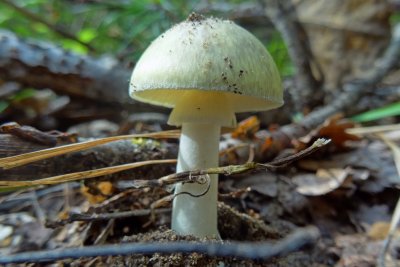 Бледная поганка белая