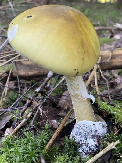 Поганка в Нижегородской области картинки