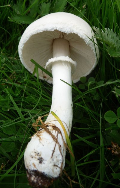 Бледная поганка гриб