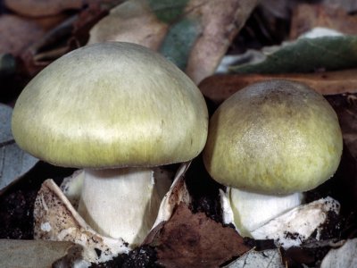 2 Бледные поганки