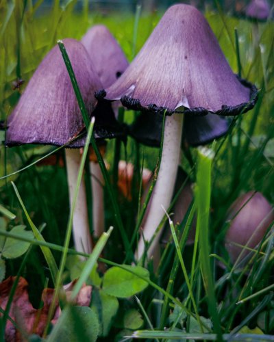 Бледная поганка (Amanita phalloides)