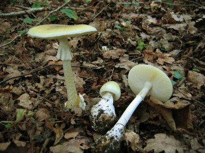 Amanita phalloides гриб