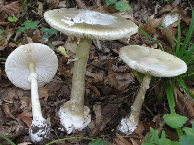 Бледная поганка (Amanita phalloides)