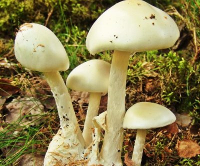 Мухомор и бледная поганка